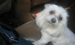 STUD SERVICE: I WANT TO USE MY MALTESE AS STUD SERVICE. HE IS FROM A CHAMPION PURE BRED FAMILY I HAVE THE PAPERS TO SHOW YOU SO YOUR PUPPIES SHOULD SELL FOR A GOOD PRICE. I AM ASKING 700.00 OR BEST OFFER CALL ME WHEN YOU ARE INTERESTED. CALL ME AT