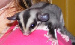 Sugar glider with accessories
call 270 692-9685 ask for Tiffany
