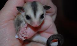 Baby sugar gliders will be ready Jan 21. One male and one female. They are white face blondes.