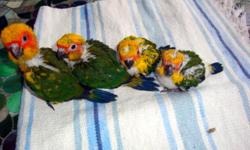 Sun Conure Babies: I have three baby Sun conures that were hatched early November. Babies are currently being hand-fed and socialized. I have one male and two females available. All babies are disease free. I Run MAP certified aviary. Will ship at buyer?s