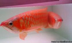 We are exporter and breeder of tropical Aquarium live fish.,we&nbsp;
&nbsp;
supply best quality arowana fishes and Freshwater Sting Ray fishes&nbsp;
&nbsp;
of all type/specie. we have the following Arowana fishes available in&nbsp;
&nbsp;
stock: Golden