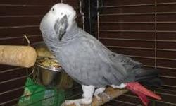we are giving oaut our talkative african grey parrot to a pet loving home which is ready to take very good care of her. she is vet check and DNA sex. she is a good talkative and can mimic more than 200 basic english words and sing songs like jingle bells