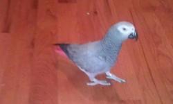 Smokey is a 5-6 year old talking grey parrot. He speaks extremely well. Very large cage included in price.