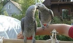 Male and female African Grey parrots, 2 years old. Female is close rung and male has a split ring. Both copy each other and talk as well. Very lovely birds will breed if u put a nest box up. Must go to an experienced owner. for more updates and recen