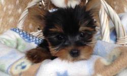 We have CKC 11 weeks old very tiny teacup male & females Yorkie puppies.. Have had shots and are dewormed. Very healthy, playful beautiful teddy bears. They're non shed, hypoallergenic. One year health guaranteed.Text us (240) 685-2702 for additional