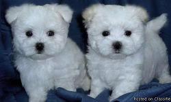I have adorable teacup Maltese Puppies still available. You are welcome to come to my home and meet the puppies and the parents. My Maltese are very friendly and loving. The Maltese dogs are a non-shed sturdy small breed that get along with other animals.