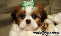 You have to see our amazing&nbsp;Shih Tzu puppies.&nbsp; They are 8 - 12&nbsp;weeks&nbsp;old and the prices start at $400.&nbsp; They are registered and&nbsp;all the&nbsp;vaccines&nbsp;are up to date. &nbsp;If&nbsp;you would&nbsp;like to see