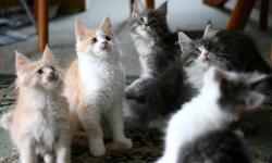 We are a domestic cattery registered in TICA. We started in 2001. TWe breed healthy big and strong Maine Coons with a very nice temperament excellent type and very friendly. Our Coonies are HCM FELV FIV tested. Our cats are our feline children- they are