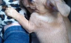 ONE MALE LEFT. have&nbsp;ONE 8 week old chihuahua puppies. One male, tan. These two puppies my choices of the litter. They are both UTD on&nbsp;shots and dewormed. They have been using pee pee and are doing fantastic. Very sweet, loving, cud bugs. They
