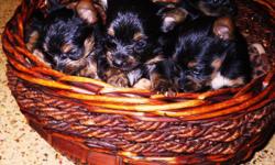 York-Chi's are a new designer breed, consisting of a Yorkie and a Chihuahua. Mine are 3/4 Yorkie, 1/4 Chihuahua. They are internationally registered and most will have champion bloodlines. They can look like a full yorkie, but York-Chi's do keep their