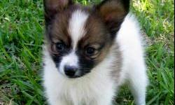 Check out http://www.cryercreekkennel.com and see Tiny little Toby and his brothers. He is a Papillon, meaning he will be totally loyal to his family. He will be a perfect lap dog because of his tiny size and love to snuggle. Papillon's are know as