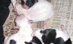 Tiny Pekapoo puppies! 4 Born May 22nd. Should be
ready by July 10th at 7 wks old. They are white Fem, White & brown
parti Fem, White male with 2 black spots and a white & black Parti
male. They will not shed!
These puppies are raised completely inside my