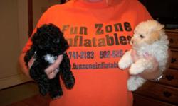 1 cream color male 1black female all shots ready to go. ckc registered. will be 6 to 7 lbs. when full grown. to cute must see. 502-525-0809