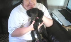 I ahve a sweet and beautiful tennie tiny toy balck female .She is CKC registered puppy pad trained and sleeps in a crate at night very social and does great withg small kids. please call 865-309-0338 this price is nego.
