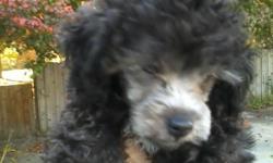 One male toy poodle, black with some white on feet, face, chest
One female toy poodle, black with some white on face and feet
Had shots and ready for good home. &nbsp;&nbsp;