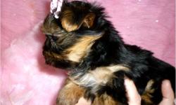 Gorgeous... healthy... baby doll face tiny little Yorkie puppies. We have 2 girls available. Precious is very tiny, barely 1 lb, she is what's refered to as a tiny teacup Yorkie puppy. Precious our tiny teacup Yorkie has the most adorable baby doll face,
