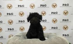 Breed: Toy Poodle
Nickname: &nbsp;Ninja
D.O.B: May 06, 2016
Sex: Male
Approx Size at Maturity: 5-7 lbs
Vaccine/Deworm: Up to Date
Coat/Hair: Straight, Non-Shedding
Personality: Active, Intelligent, Playful
Call or Text David&nbsp;310-350-3422