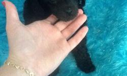 Meet Romeo, He is a stunning black toy poodle. He has a fun loving personality. He loves to play with toys and be petted.
He comes with first set of puppy shots, toy, bone, and sample food.
&nbsp;
Pet Price $700
Call 501-238-2866 or 501-205-2077 to make