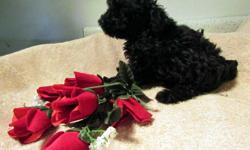 CKC Registered Toy Poodle puppies available. Will be small. Black with some white markings. Very sweet. Ready to go now. Up to date on shots and deworming.
