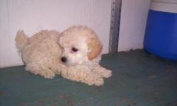 TOY POODLE PUPPIES CKC 11WEEKS OLD READY NOW 1 SMALL CREAM FEMALE &nbsp;$450 &nbsp;3MALES &nbsp;$300 &nbsp;2 CREAM 1 WHITE W/ APRICOT &nbsp;HAVE SECOND &nbsp;SHOTS AND &nbsp;DEWORMED &nbsp;WAITING FOR WONDERFUL NEW HOMES CALL -