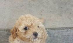 Hello, rehoming 2 toy poodle puppies. They are both females and are very active and playful. Both eat on their own, and are 8 weeks old. They do not have any shots yet, but are completely healthy and playful. Rehoming fee of 350 each, to ensure they go to