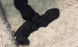 toy poodles born June 2,2016 will be available for pick up July 21,2016 1 boy 1 girl tails already clipped dewormed 1st set of shots looking for a nice home to go to... Poodles are kid friendly anD amazing pets... All black also a posted a pic of mom and