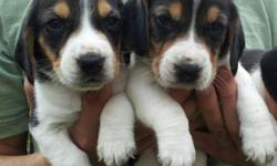 Gorgeous tri-color beagles. Loving, sweet, gentle, playful, sociable, brave and intelligent. Excellent with kids and other dogs. Raised in our home along with my children and not in a kennel environment. Born 8/18/2012. Purebred no papers. 2 Males & 3