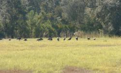 Hunt Florida's Elusive Osceola Turkey, lots of mature birds, low hunting pressure, contact Dave Huston@352-427-4814, and check out my website on the google search engine @ www.hustonsoutdooradventures.com