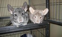 One grey chinchilla only 4 years old and one baige chinchilla also 4 years old.
Cage included as well as water bottle and food dish.
***MUST BE KEPT TOGETHER NOT TO BE SPERATED***