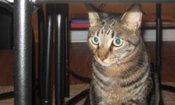 Two cats, possibly twins, adopted shortly after their births in April 2008, need a new home. Both males are neutered and have had their front claws removed, making them indoor cats. They are loving and fun -- and they amuse themselves all day. They come