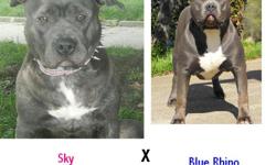 we have two litters that just touched down at cityviewkennel our first litter is a blue xxl breeding pups are UKC & ADBA registered bloodlines are watchdog/ganghis kon/greyline/razor's edge.
our second litter is a sandard size breeding pups are ADBA