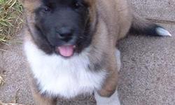 Get these lovely Akita puppies ! These puppies have unique faces no one can resist . they are very awesome . Super puppies with great temperaments . I am looking to re home the puppies for some reasons , at a very reasonable price . shipping available