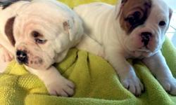 1male and 1female. Victorian bulldog puppies. I own both parents. Registered with UABR Tails docked and dew claws removed. 8 weeks old. Vet checked -- Conway