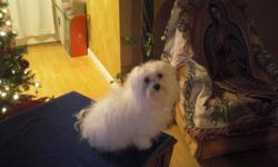Searching for a registered male Maltese to breed with a female registered Maltese. My dog born on May, 10 2009, she never being breed.
Please call: (575)805-4997