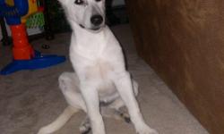 Beautiful AKC 4 month old white German Shepherd. She is nearly house broken, and we have a 2 year old son she is great with. This will be about a 90 lb. dog when she is fully grown. She has been wormed and first shots, so due for both. Must sell, we