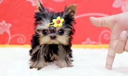 Two Gorgeous Teacup yorkie puppies needing loving homes. one boy and one girl.These Teacup Yorkie puppies&nbsp; are very lovely and can be seen with others house hold pets they are ready to go out to any good and caring homes text on (302)583-3553)