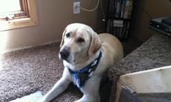 Looking to breed my five year old AKC certified yellow lab. His name is Studmuffin. Looking to breed him with another AKC certified lab.&nbsp;