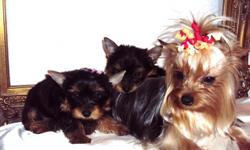 I am a representable breeder. I own 6 yorkies that I keep with me at all times. My yorkies are registered with AKC. I breed yorkies 3-8lbs. I have two yorkie M/$500, F/$700. My puppies are dewclaws and tail ducked by my professional vet. Lily is 4'5lbs