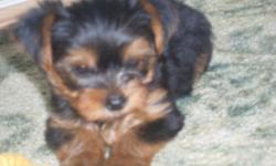 Yorkie puppies : Seven weeks today up to date on wormings, going in and the doggie door, eating benefal puppy. Will be between 3.5 pounds and 4.5 pounds will be ckc registered. WE have really good references. Please call 561-274-1081