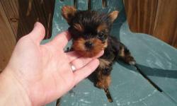 3females, 3 males yorkie puppies, tales are docked and they will be dewormed they were born 4th of march and they will be ready 16th of april, excepting deposit now