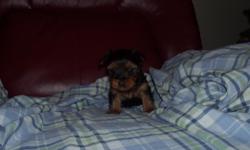 yorkie puppy ready to go. small boy
He is going to stay small, great christmas gift,
hurry wont last long add going penny saver papers tomorrow.