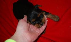 I have 2 beautiful yorkie males. Their mom is 5 1/2 lbs and dad is 3 1/2 lbs. The first 2 pics are pup 1 and the second 2 pics are pup 2. The were born 1-22-11. They are 325.00 each.