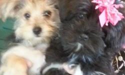 We have beautiful puppies for sale. Males are $495 and Females are $595. 956-968-3678 www.drippingspringskennels.com