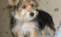 We are expecting yorkipoo puppies in a few weeks they will be up to date on shots and dewormings have their tails docked and dewclaws removed only $400 each Vilonia,Arkansas
www.lcspreciouspuppies.piczo.com