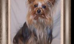 AKC Male 4.7lb Yorkie, 2 years old, not spayed looking for a new forever home. Great family pet. Good with other animals and loves children. Call for more info.