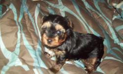 HAVE 2 ADORABLE MALE YORKIE PUPS, 6 WEEKS OLD, 4-7 LB. RANGE...BLACK AND GOLD IN COLOR...HAVE PUPPY SHOTS, MOM AND DAD ON PREMISES, CALL - OR -, LEAVE MSG. PLEASE&nbsp;