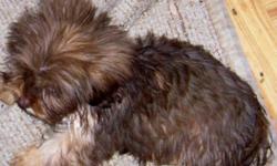 I have some dorkies , mom is a blk and tan dox, the father is a 4# yorky 3 females and 1 male , rich choc. brown ...born 7-17-10 ..health record and health guarantee...delivered part way ...I also have 2 morky males left , mom is a maltese and dad is a 4#