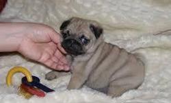 cvc Smart Young Fawn Pug Puppies Ready Now.&nbsp; Text MR.Scott only at +1 (((347) 354- 6879, for more info and pics.