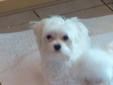 11 Month Old CKC Male Maltese Puppy