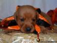 Cheap Healthy AKC Lab Puppies! Red,Black & Yellow Starting at1,000.00!